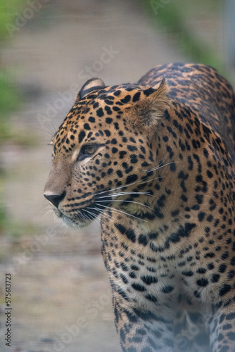 Close up portrait of young male Sri Lankan leopard. In captivity at Banham Zoo in Norfolk  UK 