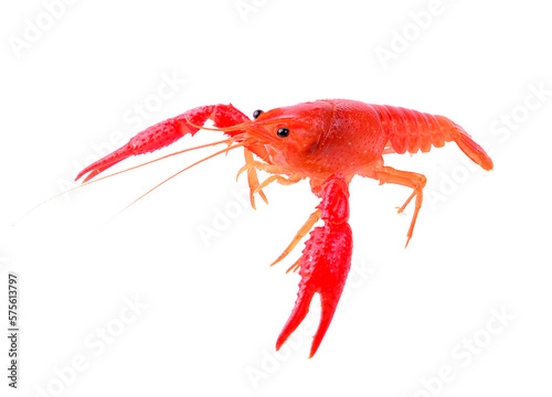 Red crawfish on transparent png