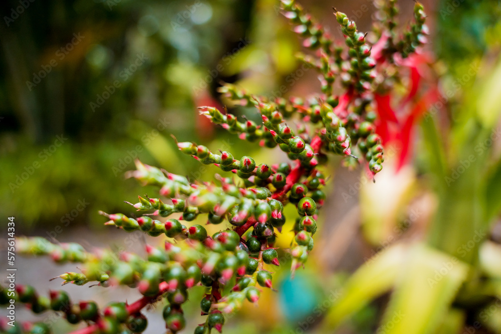 Green leafs on blurred background in garden. Green leafs on blurred background in garden.