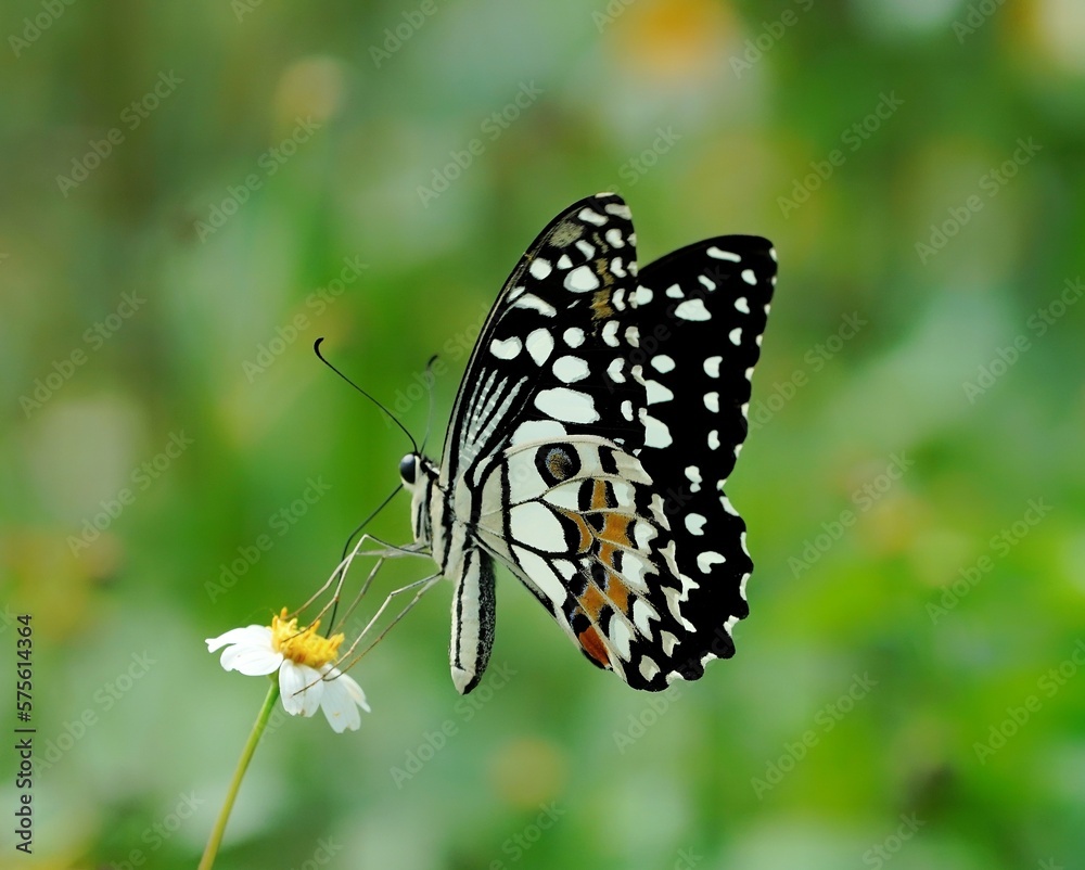 butterfly on a flower butterfly on a flower