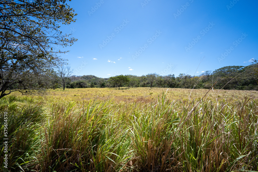 Field during the dry season in the province of Guanacaste in Costa Rica Field during the dry season in the province of Guanacaste in Costa Rica