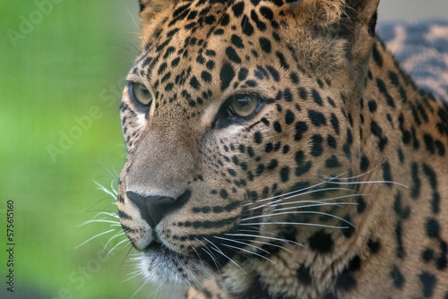 Close up head portrait of male Sri Lankan leopard. In captivity at Banham Zoo in Norfolk, UK 