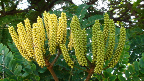 Obraz na płótnie planta flor faveiro - dimorphandra mollis