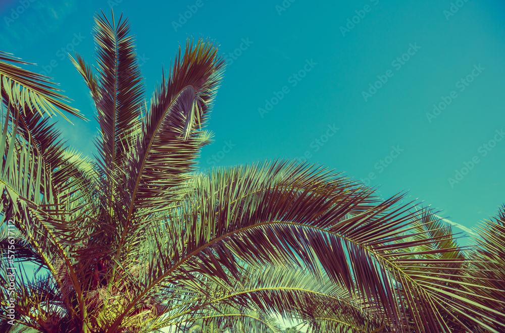 Fototapeta Palm trees against blue sky . Nature background