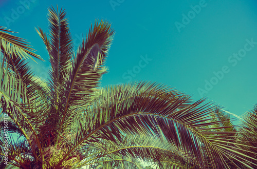 Palm trees against blue sky . Nature background