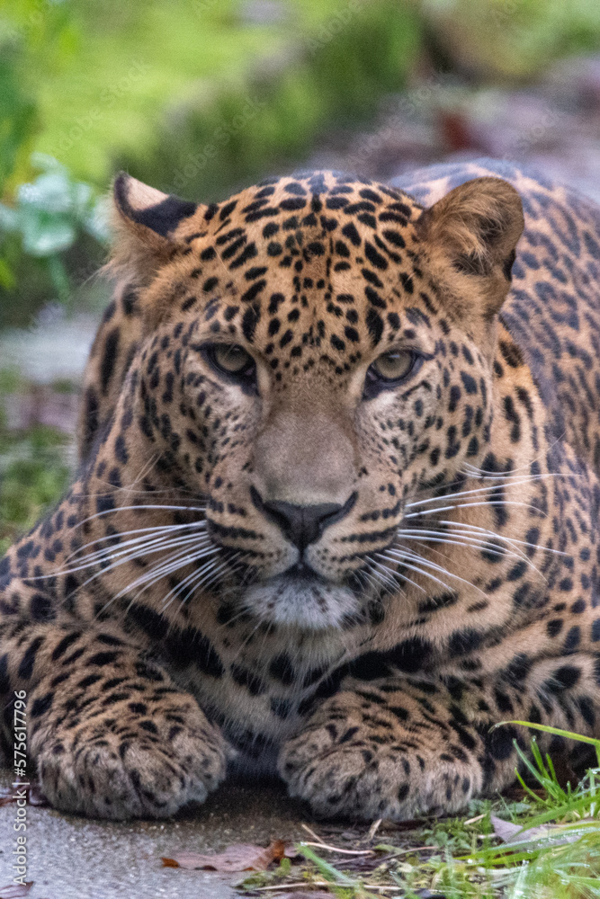 Naklejka premium Close up portrait of young male Sri Lankan leopard sitting in grass. In captivity at Banham Zoo, Norfolk, UK