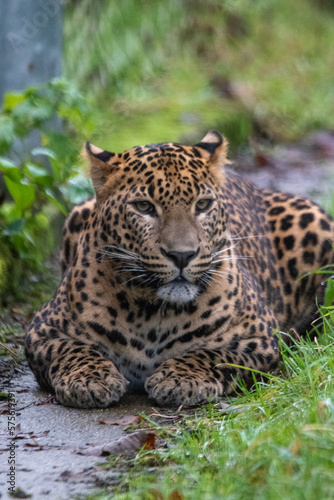 Young male Sri Lankan leopard sitting in grass. In captivity at Banham Zoo, Norfolk, UK