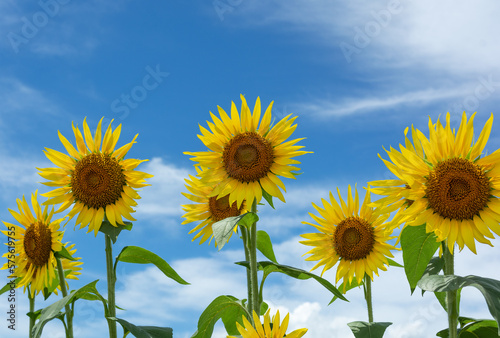 ひまわりと青空