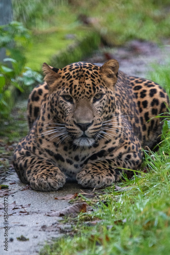 Young male Sri Lankan leopard sitting in grass. In captivity at Banham Zoo, Norfolk, UK