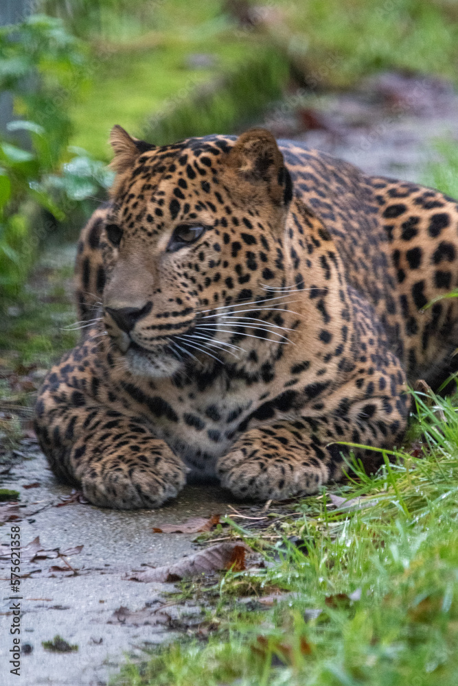 Obraz premium Young male Sri Lankan leopard sitting in grass. In captivity at Banham Zoo, Norfolk, UK