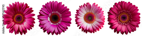 Assorted magenta gerbera flower heads isolated on transparent PNG background. Created with Generative AI.	
 photo