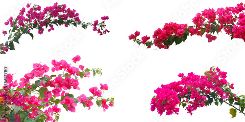 Set of Bougainvilleas branch  isolated on white background.Save with clipping path.
 photo