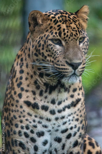 Close up portrait of head and face of young male Sri Lankan leopard. In captivity at Banham Zoo  Norfolk  UK