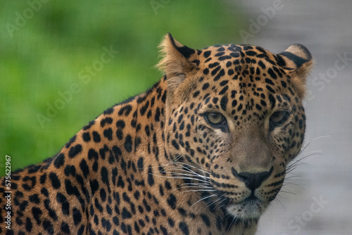 Close up portrait of head and face of young male Sri Lankan leopard. In captivity at Banham Zoo, Norfolk, UK