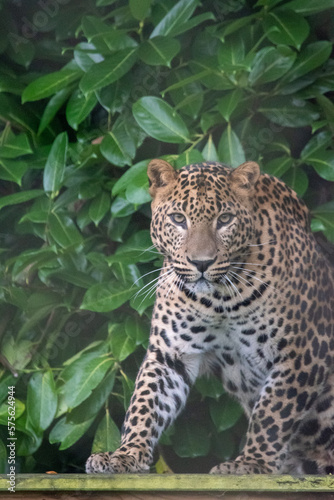 Young male Sri Lankan leopard standing on wooden platform. Banham Zoo  Norfolk  UK