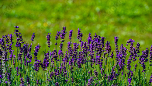 Purple lavender flowers on a green background in the garden.