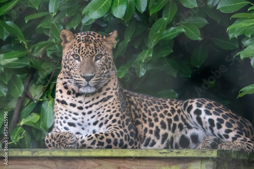 Young male Sri Lankan leopard laying on wooden platform. Banham Zoo  Norfolk  UK