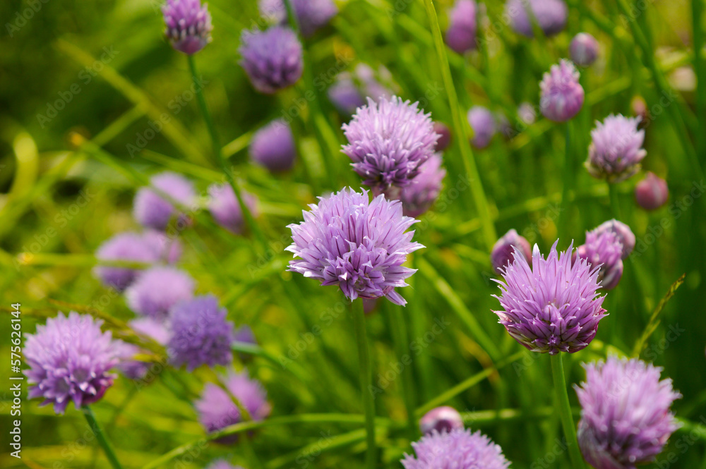 Giant Onion blooming. Few balls of blossoming Beautiful picture with Alliums for the gardening theme Giant Onion blooming. Few balls of blossoming Beautiful picture with Alliums for the gardening theme
