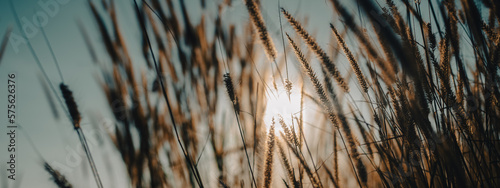 Soft focus a little wild flower in mountain outdoor field of nature landscape background in summer with sunset lighting, Vintage warm bright tone of natural spring grass meadow with sunlight sky