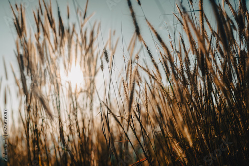 Soft focus a little wild flower in mountain outdoor field of nature landscape background in summer with sunset lighting, Vintage warm bright tone of natural spring grass meadow with sunlight sky