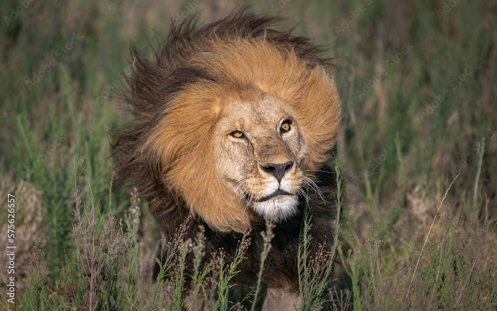 Detail of a wild male lion, shaking off in the undergrowth, in Africa.