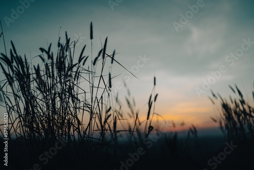 Soft focus a little wild flower in mountain outdoor field of nature landscape background in summer with sunset lighting  Vintage warm bright tone of natural spring grass meadow with sunlight sky
