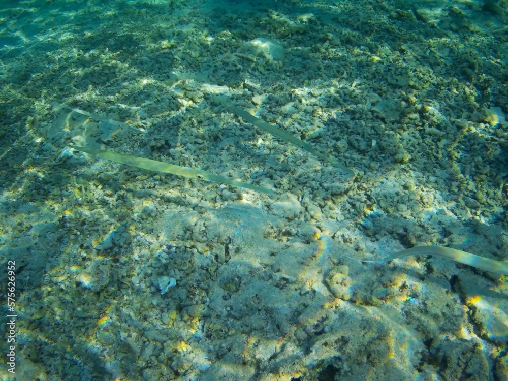 Coral fish and coral reef near Jaz Maraya, Coraya bay, Marsa Alam, Egypt