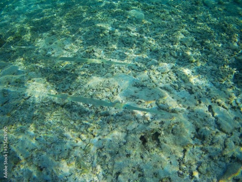 Coral fish and coral reef near Jaz Maraya  Coraya bay  Marsa Alam  Egypt