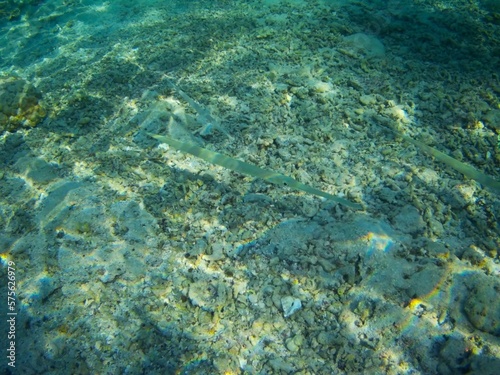 Fototapeta Naklejka Na Ścianę i Meble -  Coral fish and coral reef - Jaz Maraya, Coraya bay, Marsa Alam, Egypt