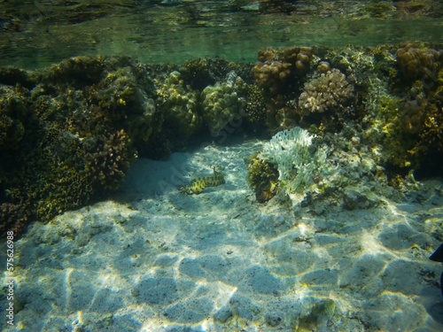 Coral fish and coral reef near Jaz Maraya, Coraya bay, Marsa Alam, Egypt
