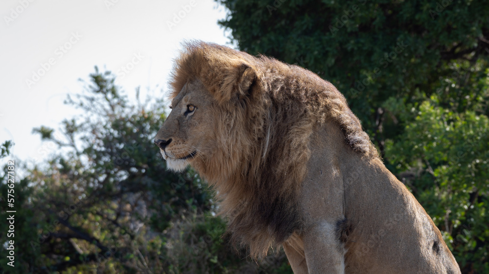 Obraz premium Detail of a wild male lion lying on top of a rock in Africa.