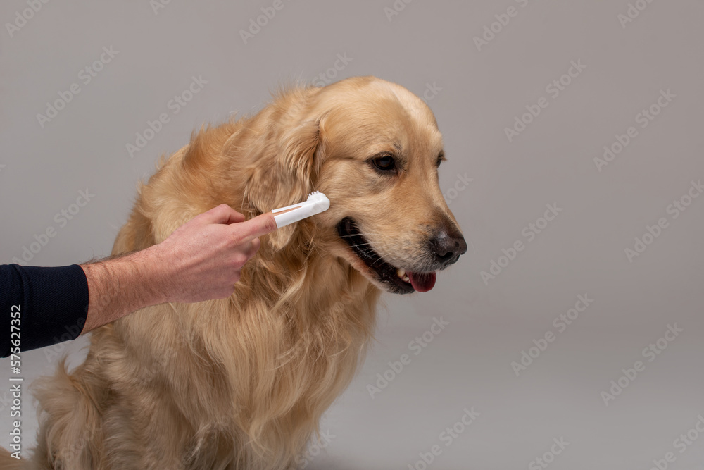 Golden Retriever brushes teeth with a special brush for dogs