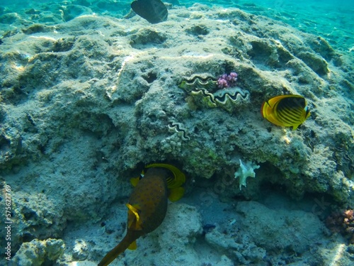 Coral fish and coral reef - Jaz Maraya, Coraya bay, Marsa Alam, Egypt