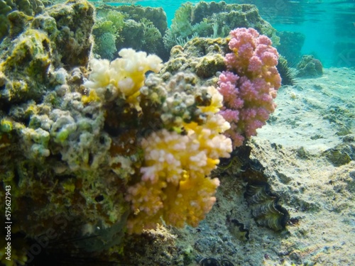 Fototapeta Naklejka Na Ścianę i Meble -  Coral fish and coral reef - Jaz Maraya, Coraya bay, Marsa Alam, Egypt