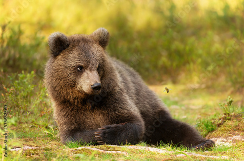 Cute bear cub closely watching a flying bee