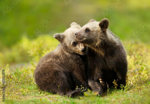 Close up of playful brown bear cubs in the forest