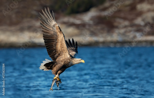 White-tailed sea Eagle in flight with a fish