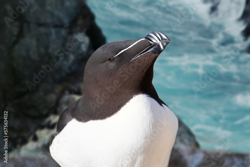 Close up of a Razorbill nesting on a cliff