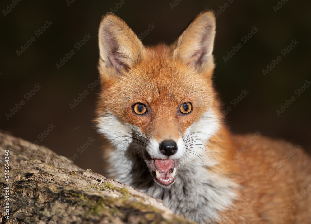 Portrait of a cute little Red fox Portrait of a cute little Red fox