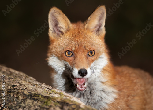 Portrait of a cute little Red fox