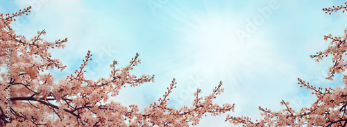 Branches of blossoming cherry trees in spring time. Spring or gardening background.
