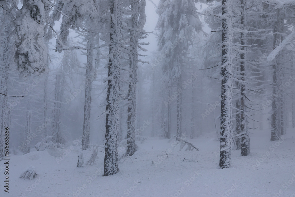 Fototapeta premium Frozen forest landscape scenery in Silesia southern Poland