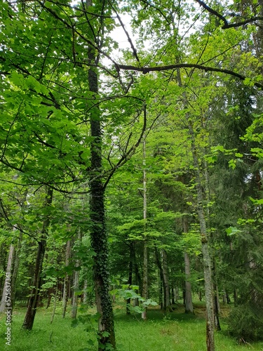 Wald Spaziergang – Natur geniessen - Grüne Bäume - Naturschutz - Viele Bäume © Frank Digital