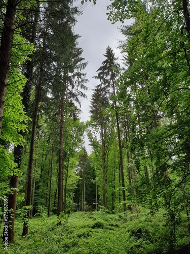 Wald Spaziergang – Natur geniessen - Grüne Bäume - Naturschutz - Viele Bäume