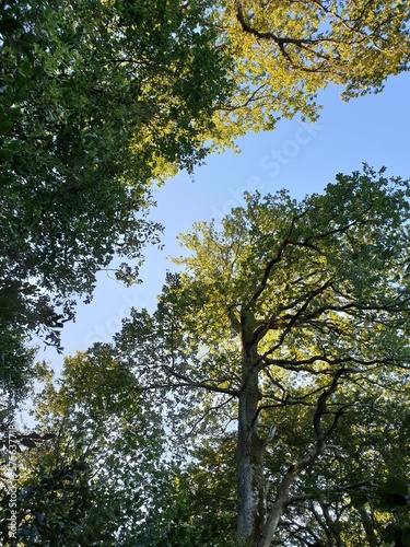 Wald Spaziergang – Natur geniessen - Grüne Bäume - Naturschutz - Viele Bäume