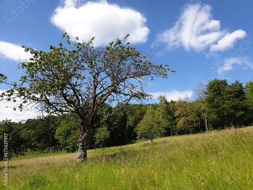 Wald Spaziergang – Natur geniessen - Grüne Bäume - Naturschutz - Viele Bäume
