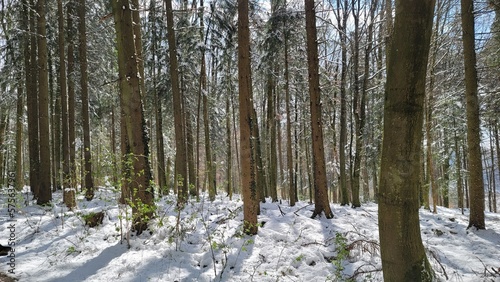 Wald Spaziergang – Natur geniessen - Grüne Bäume - Naturschutz - Viele Bäume
