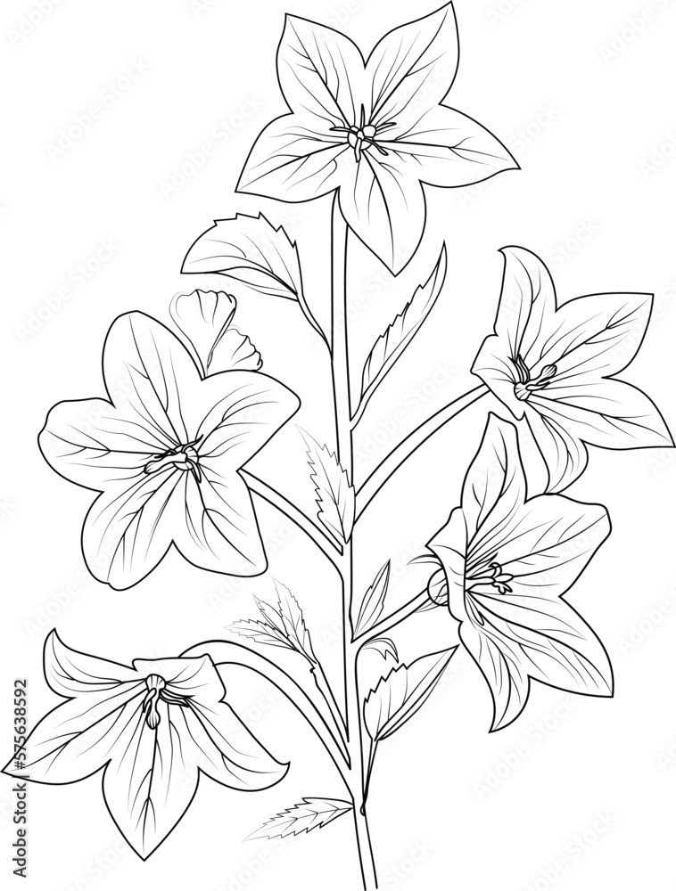 Easy yellow bellfloer drawing, illustration sketch of hand-drawn flowers  isolated on white. spring flower and ink art style, botanical garden,  20529594 Vector Art at Vecteezy