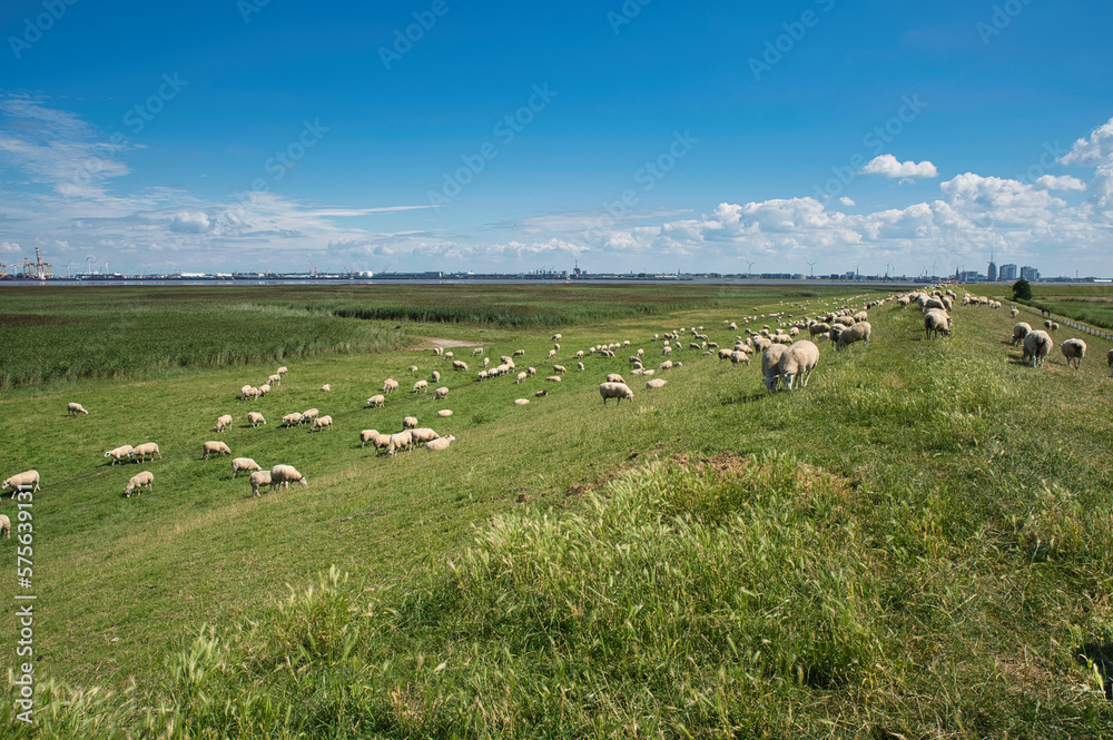 Obraz premium Schafe auf dem Deich Nordseeküste Deutschland 
