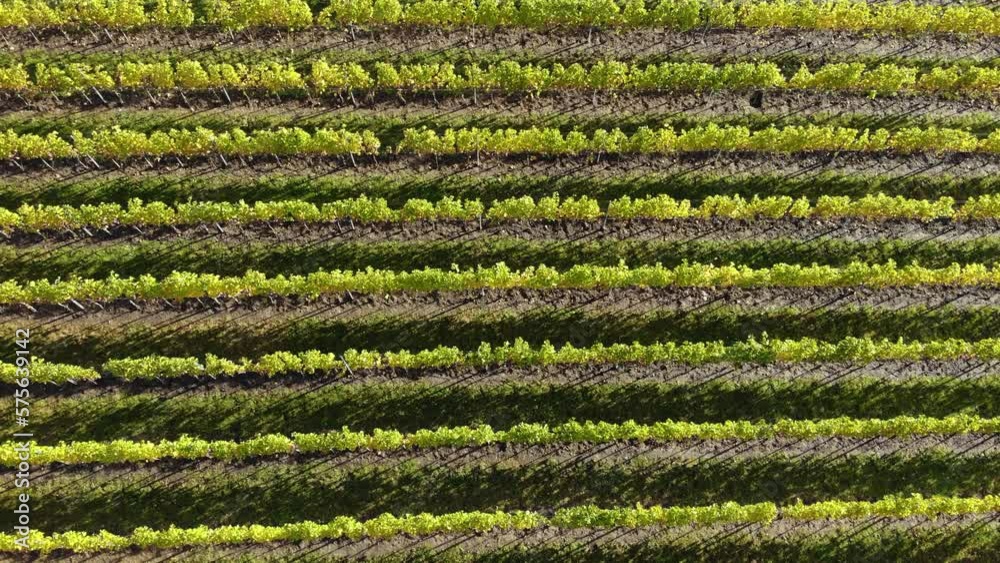 Top view of drone flight over flat green rows of vineyard agricultural field, vines and trees in bright sunny weather in harvest season. Wine production Top view of drone flight over flat green rows of vineyard agricultural field, vines and trees in bright sunny weather in harvest season. Wine production